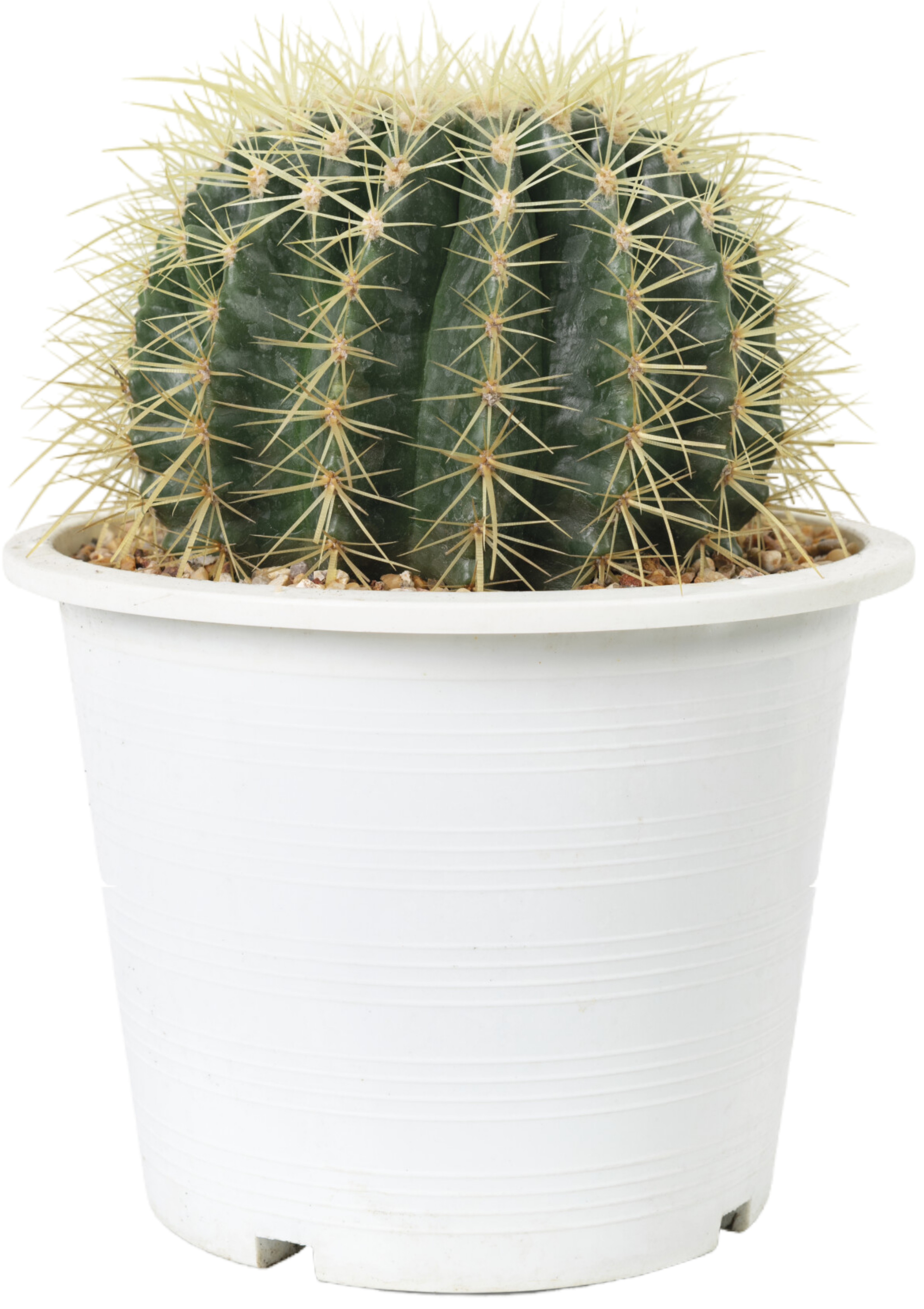 Cactus Sam